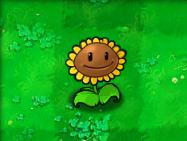 植物大战僵尸-向日葵 Sunflower