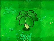 植物大战僵尸-莴苣(伞叶) Umbrella Leaf 植物大战僵尸-莴苣(伞叶) Umbrella Leaf